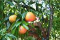 Rio Red Grapefruit Tree - Fruiting-age Live Citrus, Tree Only