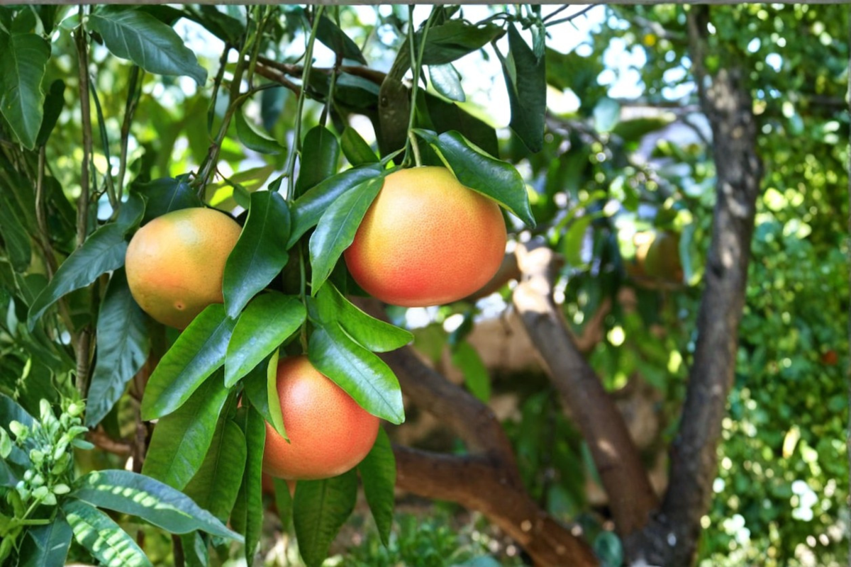 Rio Red Grapefruit Tree - Fruiting-age Live Citrus, Tree Only