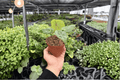 Anthurium Papi x HU (KOS) - 2 Live 4-Inch Pots (Exact Plants)