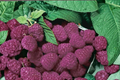 Purple Royalty Raspberry Seeds - 100 Pack | Rubus Hybrid, Purple Fruit