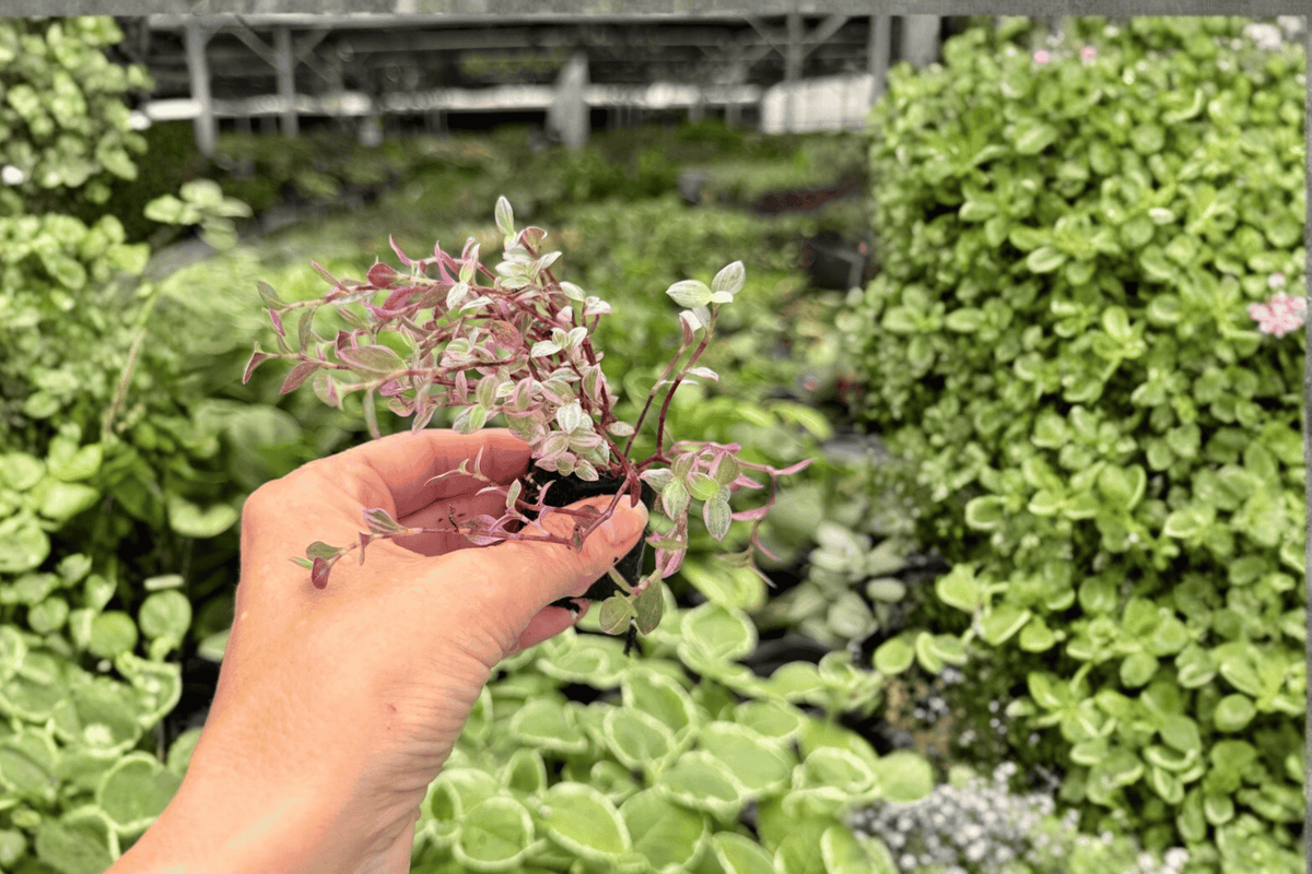 Tradescantia Pink Panther Starter Plugs – 2 Exact Live Plants
