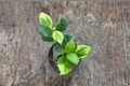 Hoya Obscura Albo Marginata - Variegated Hoya Starter Plant in 4-Inch Pot