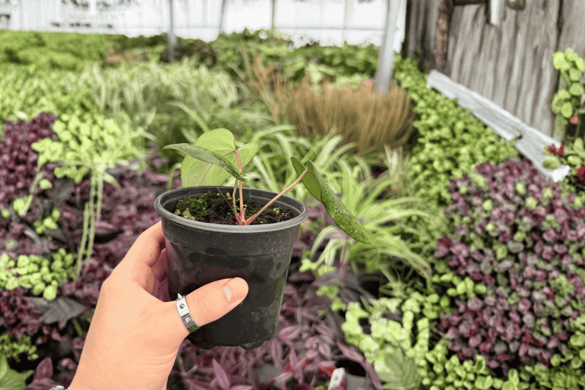 Anthurium Goliath x Dark Mama - 2 Live Plants in 4-Inch Pots (Exact Plants)