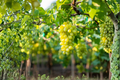 Marquis Seedless White Grape Vine - 1 Gallon Live Plant