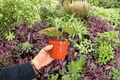 Anthurium Papi Red Sinus x K.O.S. | 2 Bare-Root Exact Plants, 4” Specific