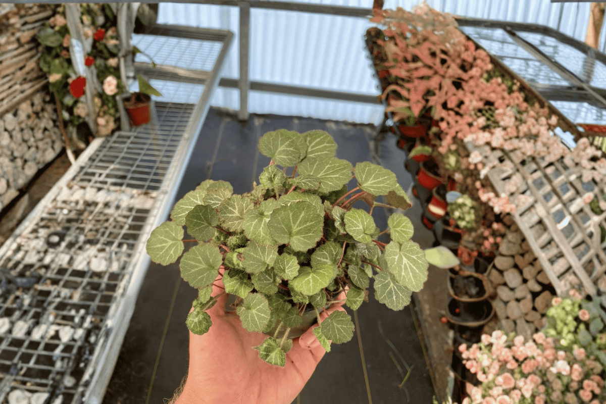Strawberry Begonia Saxifraga stolonifera - 2 Live Plants in 4-Inch Pots