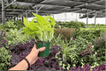 Neon Pothos Epipremnum aureum 'Neon' – 2 Exact Live Plants in 4-Inch Pots