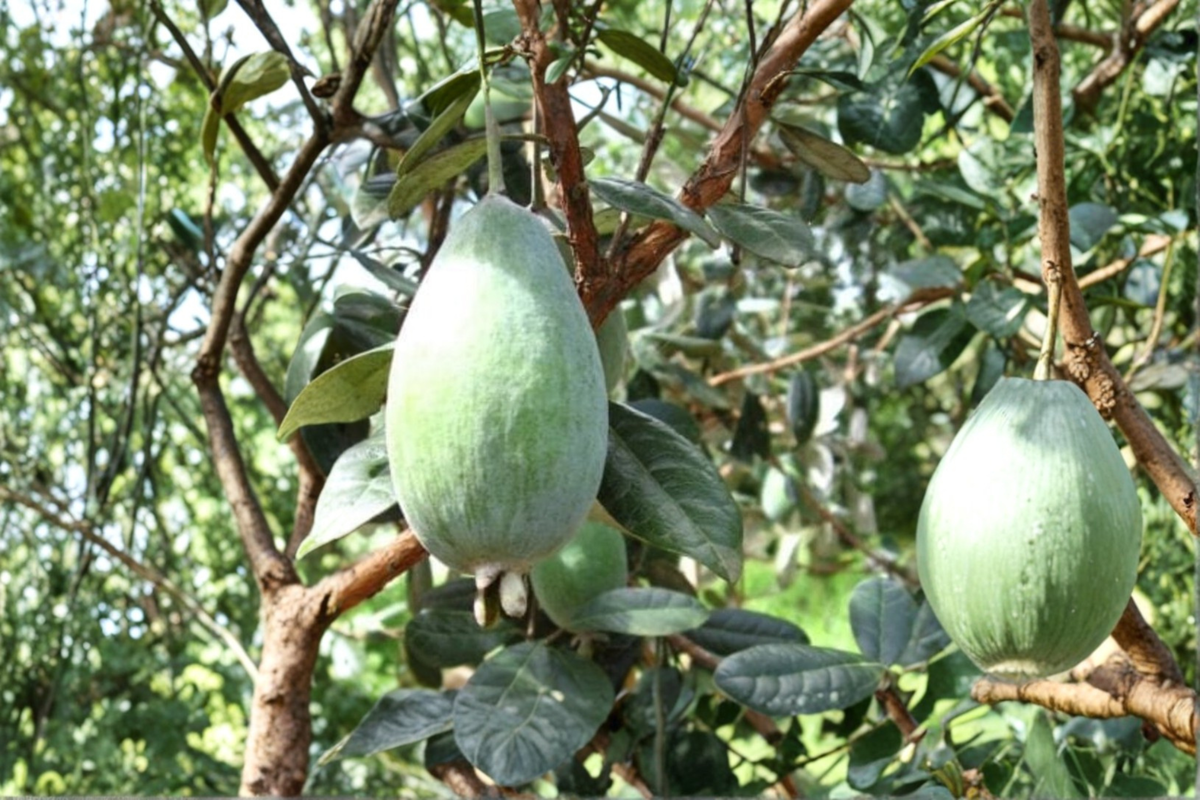 Takaka Pineapple Guava Acca sellowiana grafted 1 gallon - Edible Garden Shrub