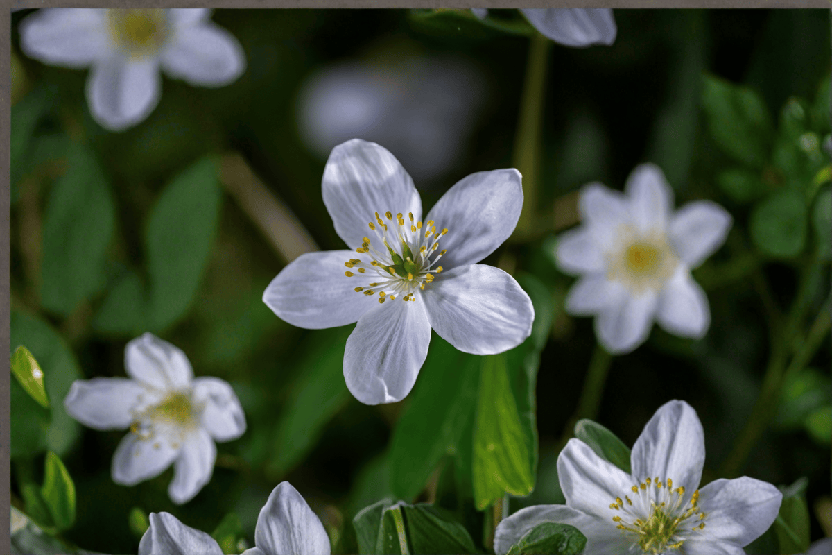 Wild Swan Windflower Anemone 'Wild Swan' – 4-Inch Live Plant