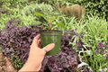 Anthurium Papi Red Sinus x K.O.S. - 2 Live 4-Inch Bare Root Plants