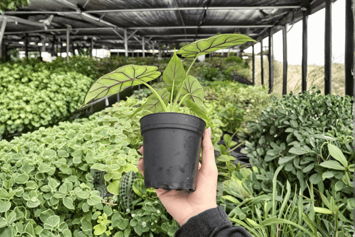 Alocasia baginda 'Dragon Scale' Live Plants – 2 in 4-Inch Pots (Exact Plants)