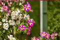 Candy Shop Milky Pink Calibrachoa Million Bells - 4-Inch Pot, 1 Live Plant
