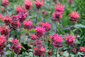 Monarda didyma 'Bee You Bee Merry' Beebalm - 3 Rooted Starter Plants in 1 Qt Pots