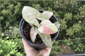 Milk Confetti Arrowhead Vine (Syngonium podophyllum) - 1 Gal Live Plant