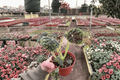 Begonia Lynda Evans – 2 Live Plants, 4-Inch Pot (Unconfirmed Pot Included) – Ornamental Foliage