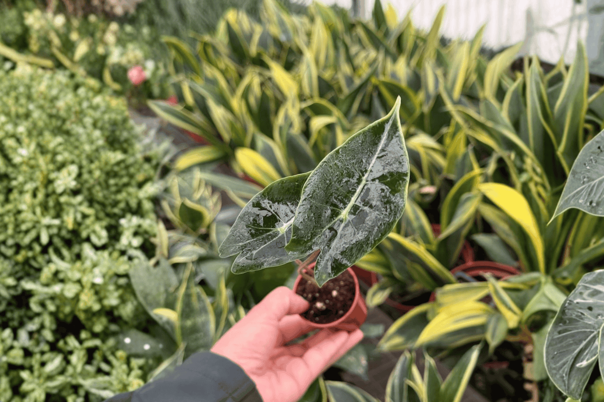 Alocasia Dragon’s Tooth Starter Plants — 2-Pack, 2-Inch Pots (Alocasia longiloba)