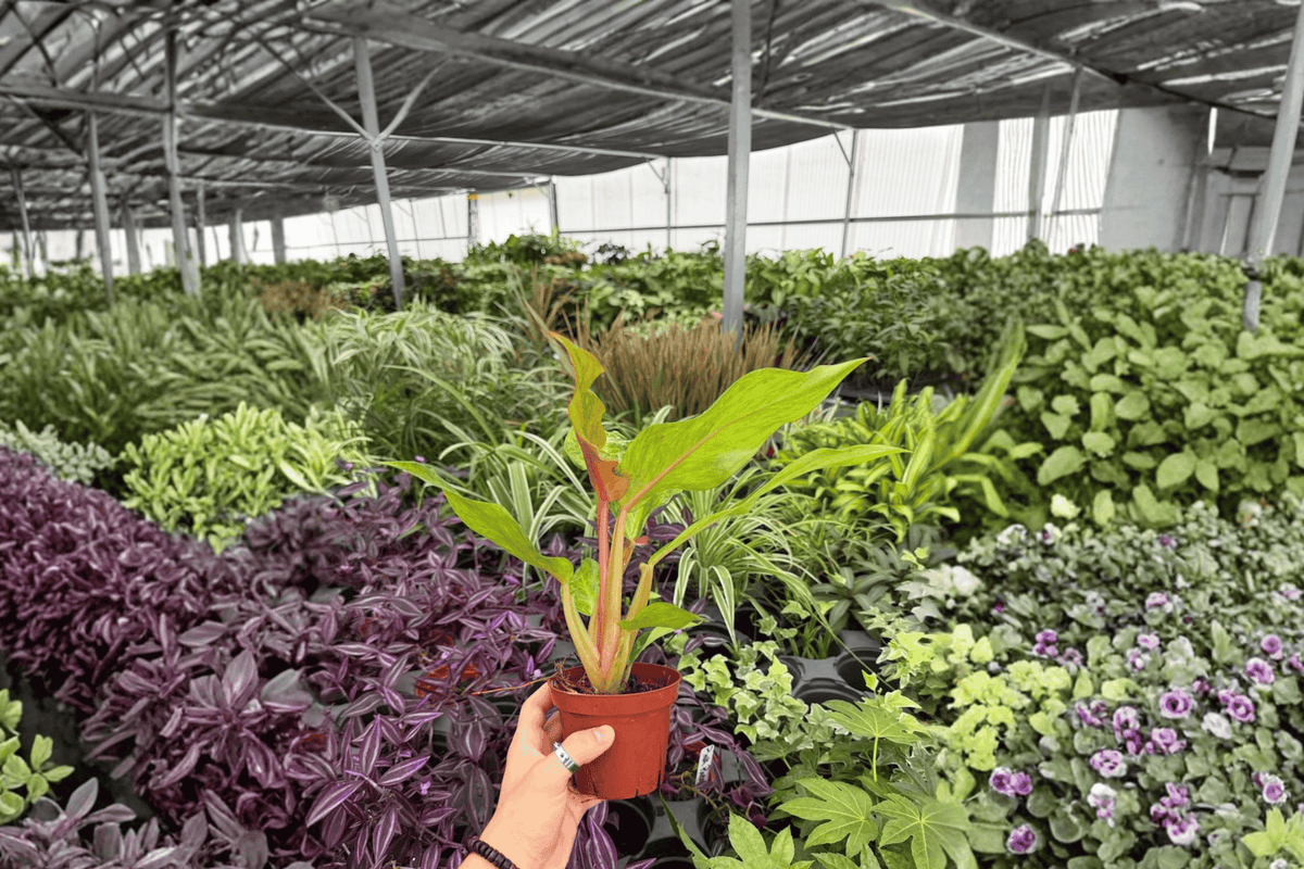 Philodendron Orange Marmalade — 2 Bare-Root 4-Inch Live Plants