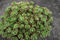 SunSparkler Lime Zinger Stonecrop (Sedum rupestre) - 1 Live Plant in 4-Inch Pot