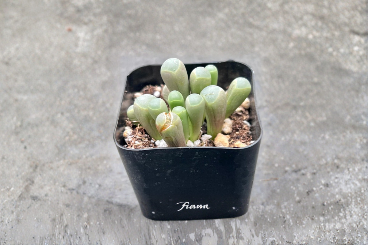Baby Toes Succulent Fenestraria rhopalophylla - 2 Inch Pot Live Plant