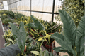 Alocasia Zebrina Live Starter Plants - 2-Pack, 2-Inch Pots