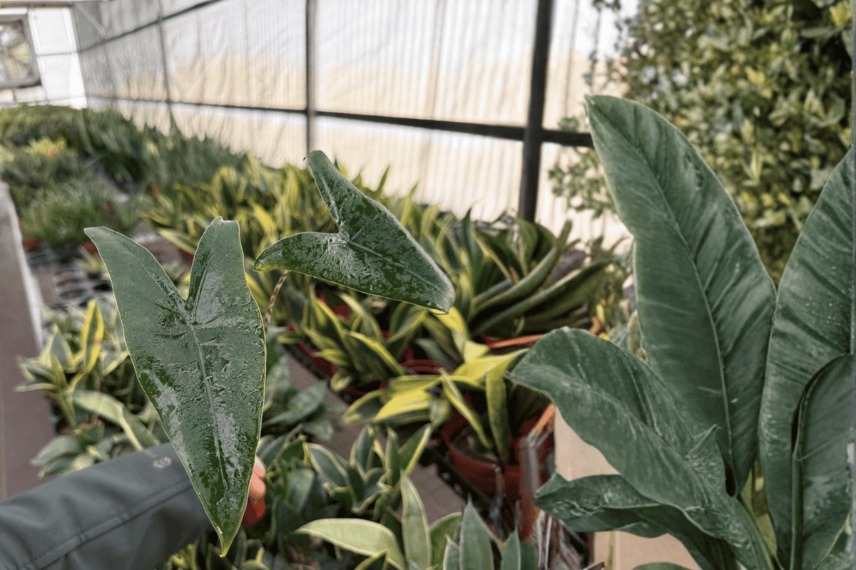 Alocasia Zebrina Live Starter Plants - 2-Pack, 2-Inch Pots