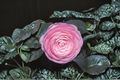 Japanese Camellia Pearl Maxwell - 1 Gallon Live Plant, Camellia japonica (Pink/White) Evergreen Shrub