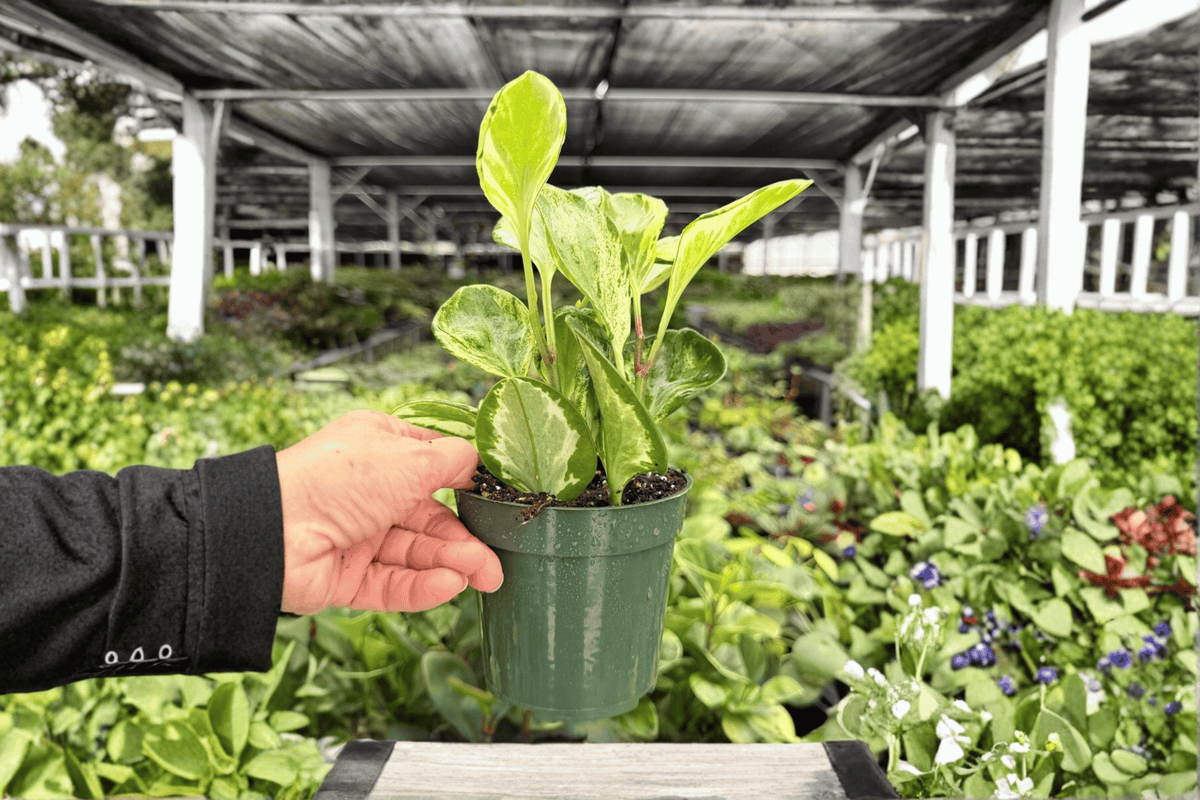Peperomia obtusifolia 'Golden Gate' - 2 Live Plants, 4-Inch Pots