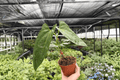 Anthurium Hoffmannii x Red Gunsal Live Plant Pair - 4-Inch Pots