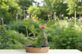 Mojito Mint Live Plant - Mentha × villosa, 3–8 in, Rooted Starter