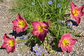 Daylily Exquisitely Subversive Bare Root Plants (3) – Pink Purple Hemerocallis