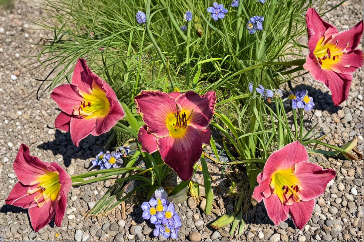 Daylily Exquisitely Subversive Bare Root Plants (3) – Pink Purple Hemerocallis