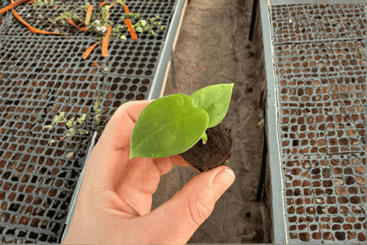 Alocasia 'Lukiwan' Starter Plants (2-Pack) Bare Root