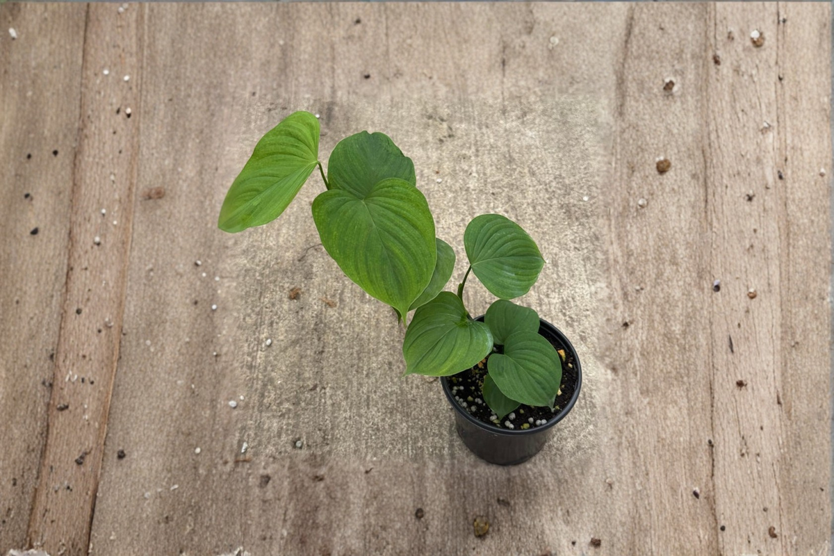 Philodendron Peru Live Plant - 4 Inch Pot, Indoor Climbing Houseplant