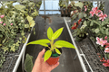 Philodendron Calkins Gold - 2 Live Plants in 4-Inch Pots