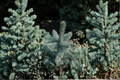 Baby Blue Eyes Colorado Spruce - 12 Inch Live Plant in 1-Gallon Pot