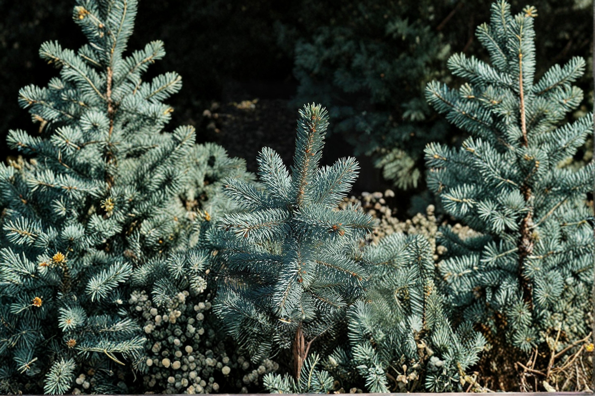 Baby Blue Eyes Colorado Spruce - 12 Inch Live Plant in 1-Gallon Pot