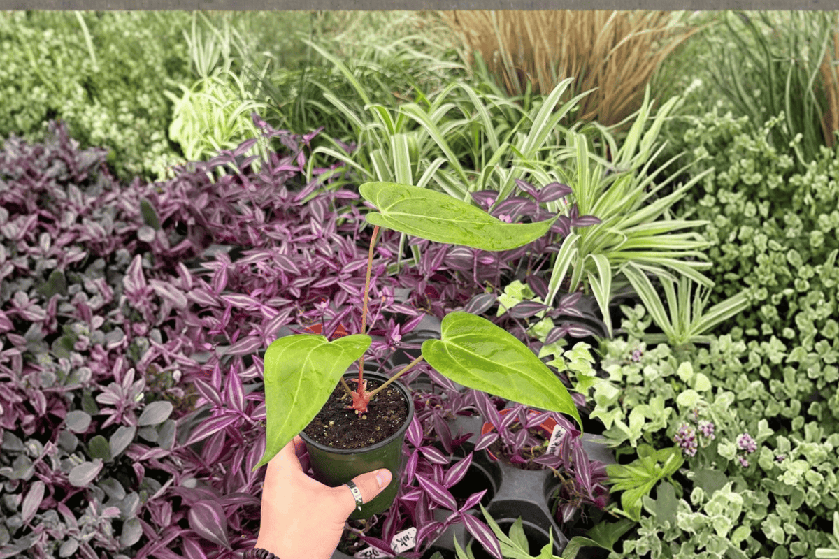 Anthurium Xone × Warocqueanum - 2 Bare Root Starter Live Plants, 4-Inch Pot Size