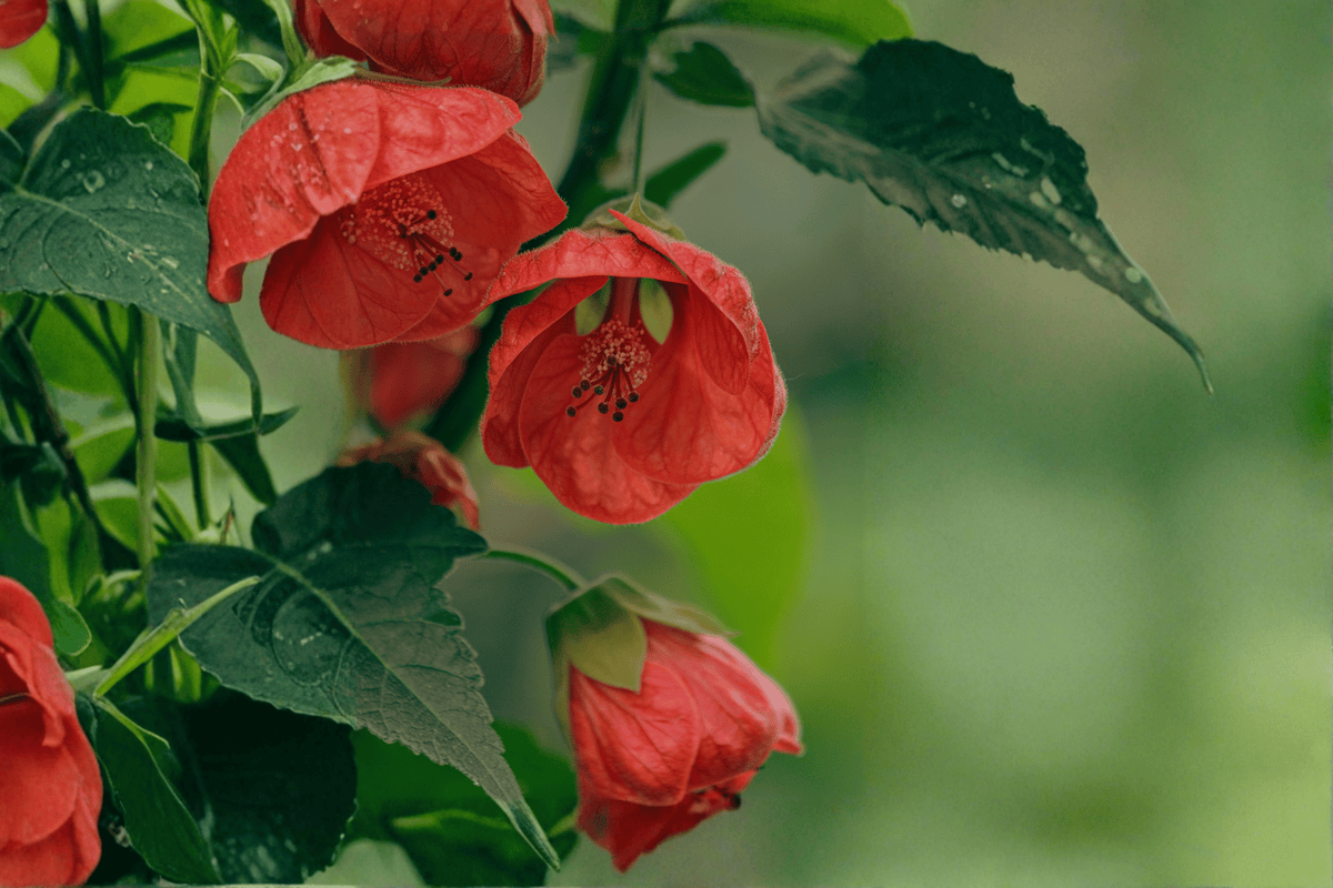 Red Princess Abutilon (Abutilon ‘Red Princess’) - 1 Gallon Live Plant