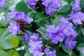 Plumbago Ceratostigma plumbaginoides - 4-Inch Live Plant