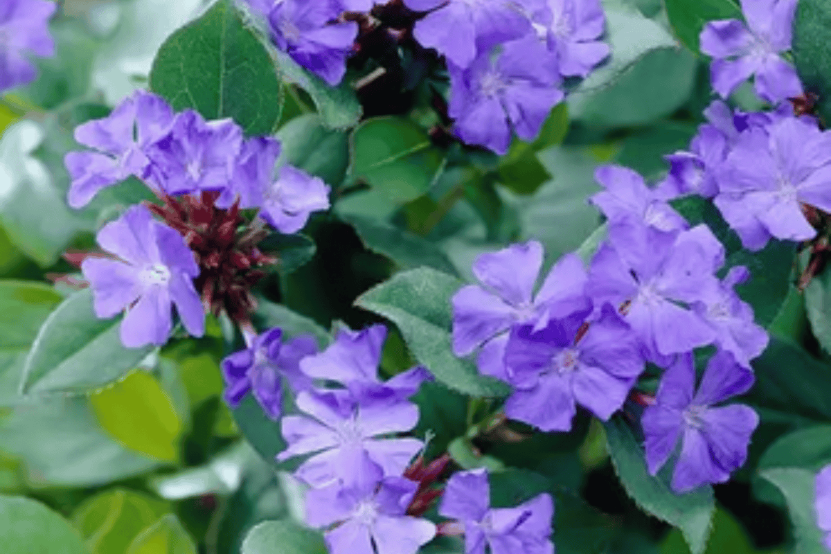 Plumbago Ceratostigma plumbaginoides - 4-Inch Live Plant