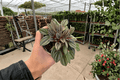 Peperomia San Marino Live Plants (2) 4-Inch Bare Root