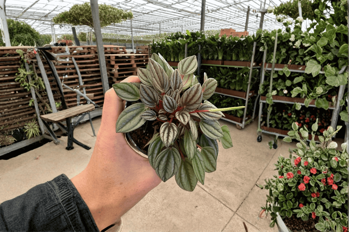 Peperomia San Marino Live Plants (2) 4-Inch Bare Root