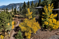 Nisbet’s Gold Scots Pine - Pinus sylvestris ‘Nisbet’s Gold’ | 12-Inch Live Plant in 1-Gallon Pot
