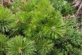 Vibrant Japanese Red Pine Pinus densiflora ‘Vibrant’ — 12” Live 1-Gallon Pot