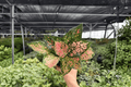Aglaonema Katrina Live Plants - 2 Pack in 4" Pot (Starter Plants)