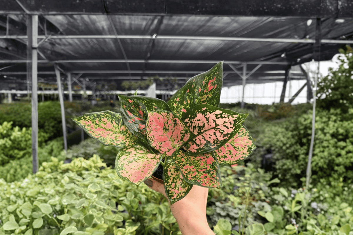 Aglaonema Katrina Live Plants - 2 Pack in 4" Pot (Starter Plants)