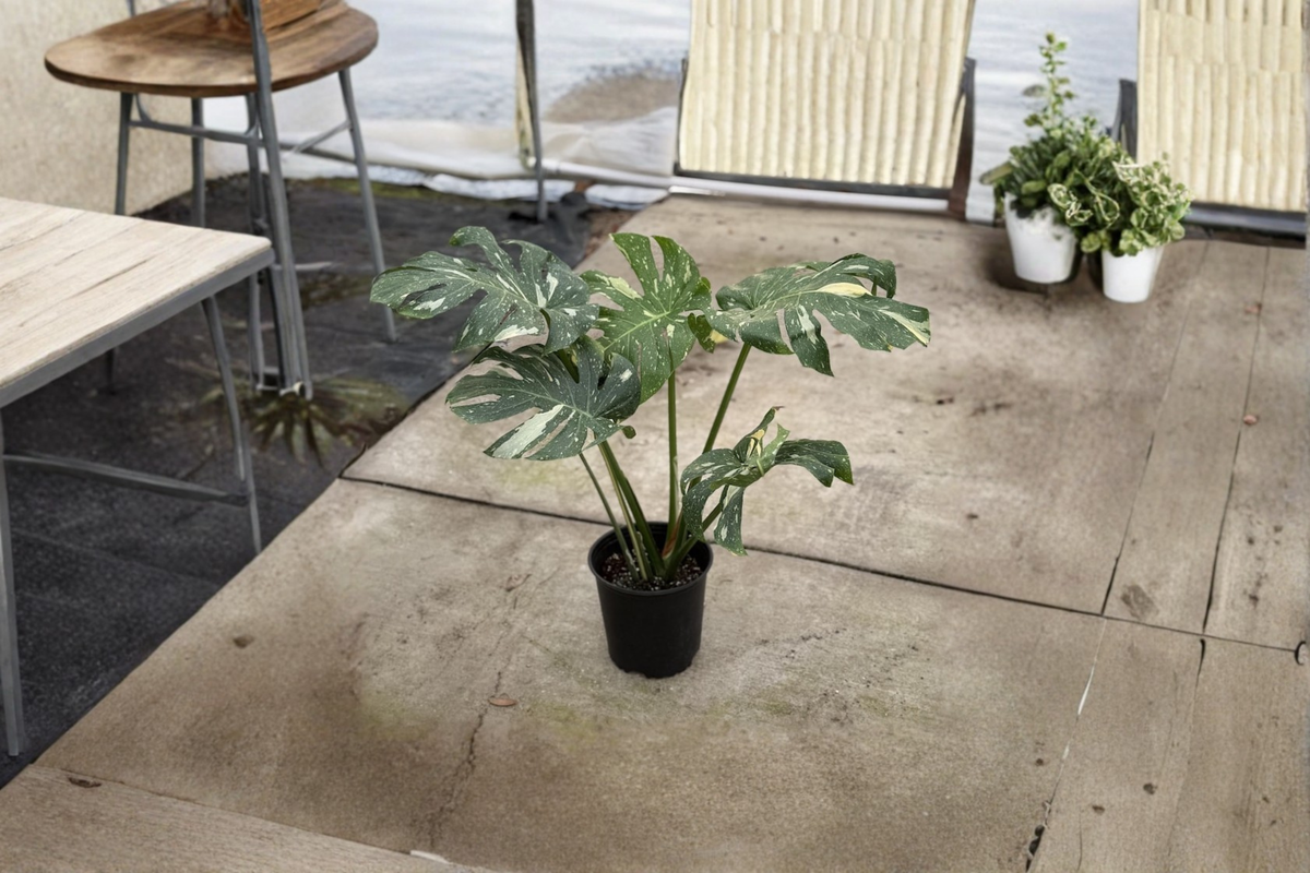 Monstera Thai Constellation XL Live Plant – Fully Rooted Variegated Monstera Deliciosa