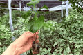 Chiffon Pink Hibiscus Starter Plants in Plugs — 2 Exact Live Plants