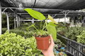 Anthurium Crystal x Papi Golden 2-Plant 4-Inch Potted Live Hybrid