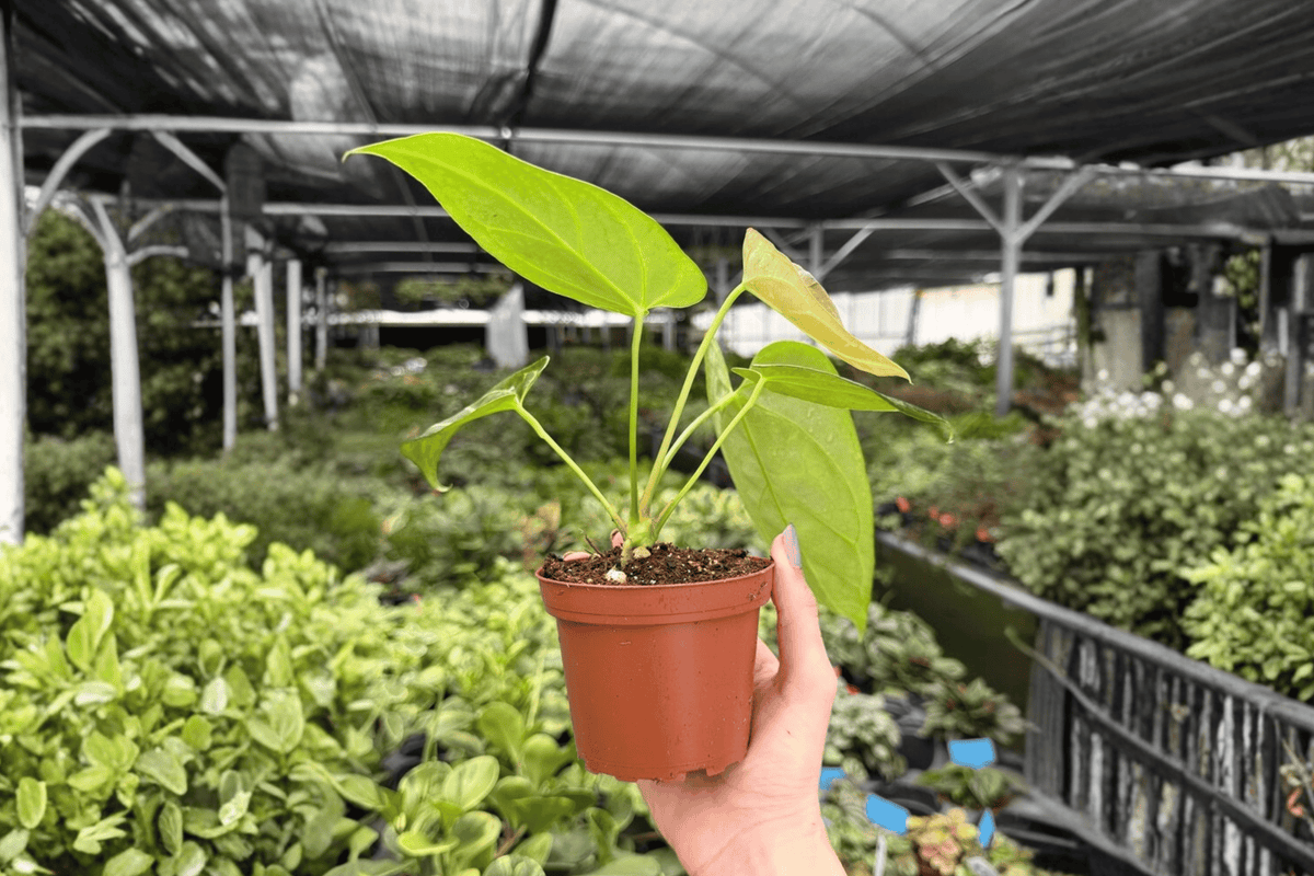 Anthurium Crystal x Papi Golden 2-Plant 4-Inch Potted Live Hybrid